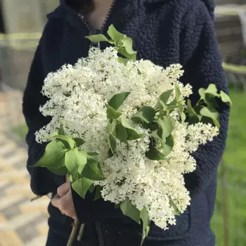 Букет "Сирень"