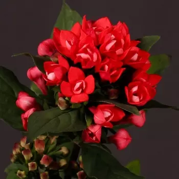 Бувардия Красная