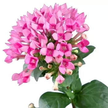 Бувардия Розовая