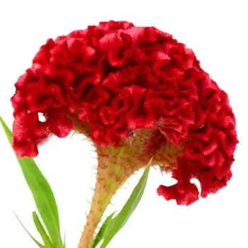 Целозия Красная