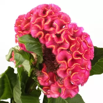 Целозия Малиновая