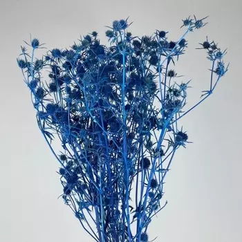 Чертополох cухоцвет