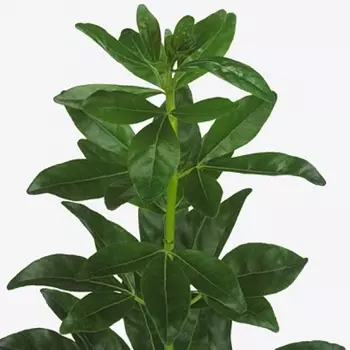 Чойсия Green Lemon