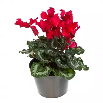 Цикламен В Горшке 13/30