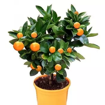 Цитрофортунелла Mix в горшке 12/25