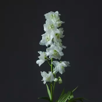 Дельфиниум Белый