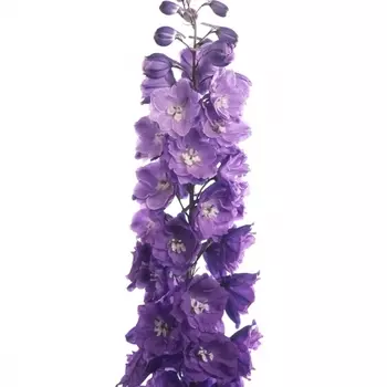 Дельфиниум Фиолетовый