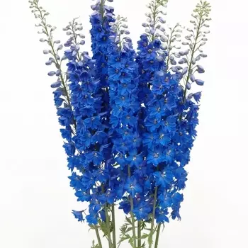 Дельфиниум Синий