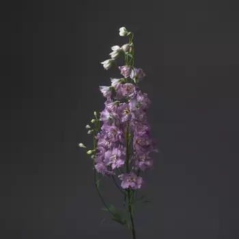 Дельфиниум Сиреневый