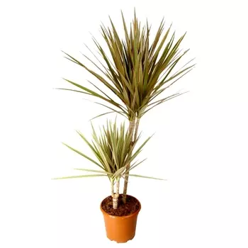 Драцена маргината (2 ствола) 17/80