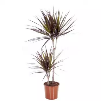 Драцена маргината Маджента (2 ствола) 21/90