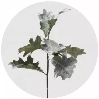 Дуб Белый Декоративный