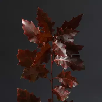 Дуб Красный Декоративный