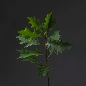 Дуб Зеленый Декоративный