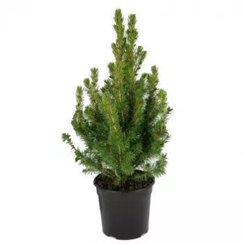 Ель Коника В Горшке 15/60