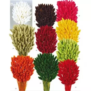 Фаларис cухоцвет