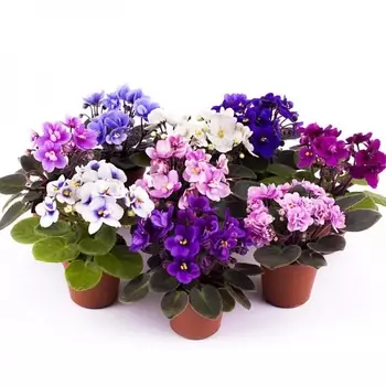 Фиалка в горшке 10,5/15