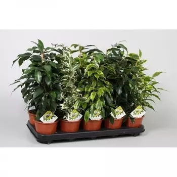 Фикус Бенджамина Микс 14/55