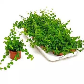 Фикус Пумила Грин Санни 12/15