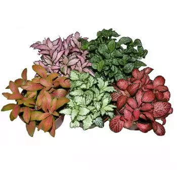 Фиттония Микс 8,5/12