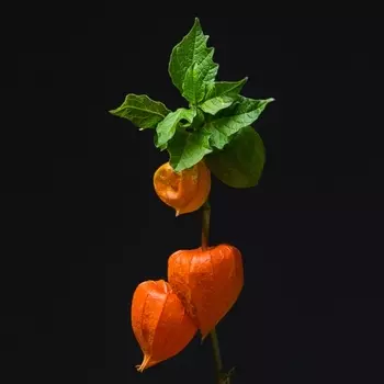 Физалис Оранжевый