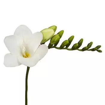 Фрезия Белая