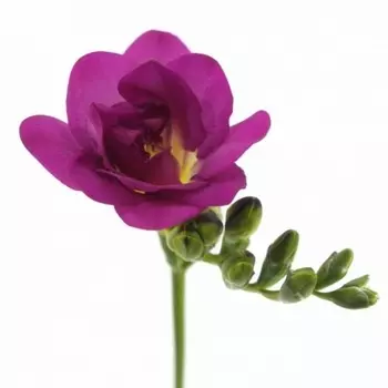 Фрезия Фиолетовая