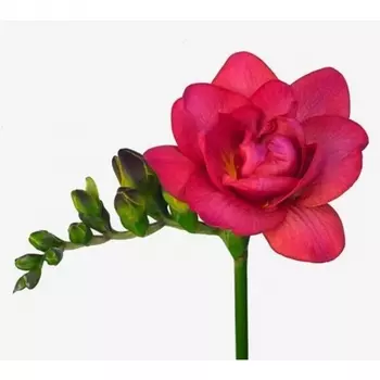 Фрезия Малиновая