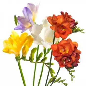 Фрезия Микс