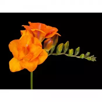 Фрезия Оранжевая