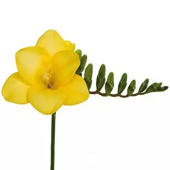 Фрезия Желтая