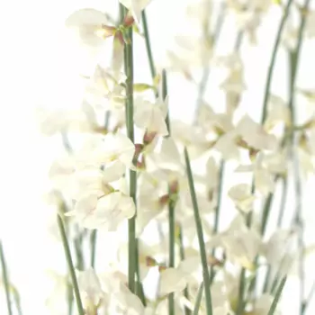 Гениста Белая - 1 пучок