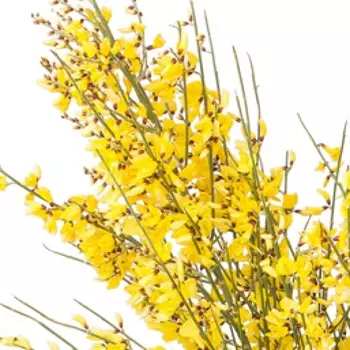 Гениста Желтая - 1 пучок