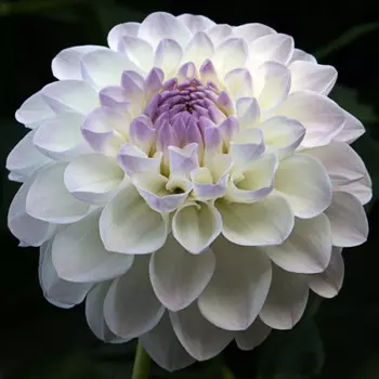 Георгин Фиолетово-Белый