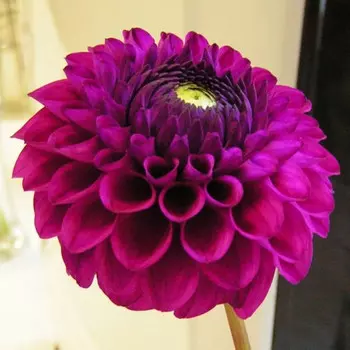 Георгин Фиолетовый