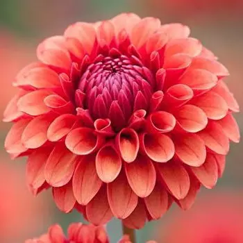 Георгин Коралловый