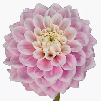 Георгин Светло-Розовый