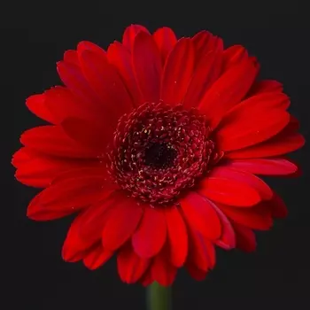 Гербера Красная