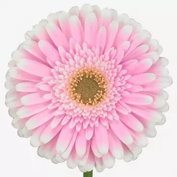 Гербера Maxime