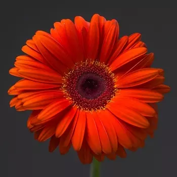 Гербера Оранжевая