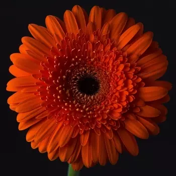 Гербера Оранжевая Пушистая