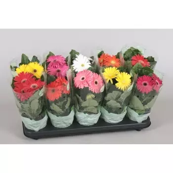 Гербера в горшке 12/25