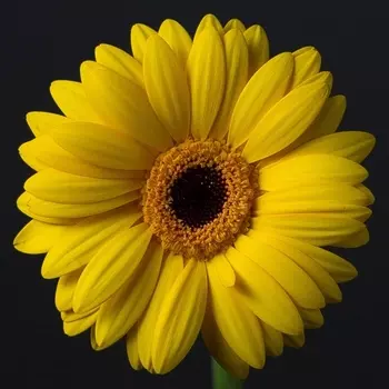 Гербера Желтая