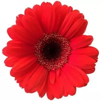 Гермини Красная