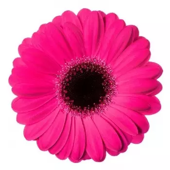 Гермини Малиновая