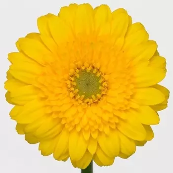 Гермини Желтая