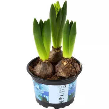 Гиацинт Mix (3 луковицы) в горшке 12/15