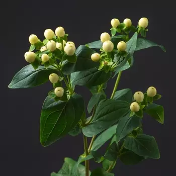 Гиперикум Белый