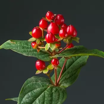 Гиперикум Красный