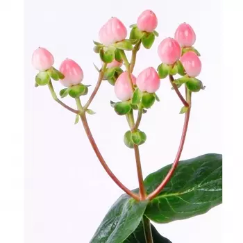 Гиперикум Розовый